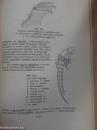 Összehasonlító állatszervezettan II. (töredék)