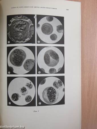 Action of Janus green B on amytal ascites mouse tumour in vitro and in vivo