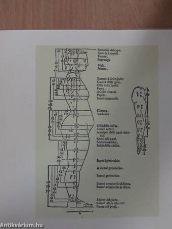 Albrecht Dürer della simmetria dei corpi humani