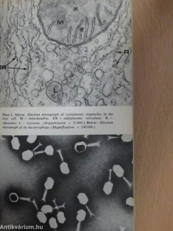 Chromosomes and Genes