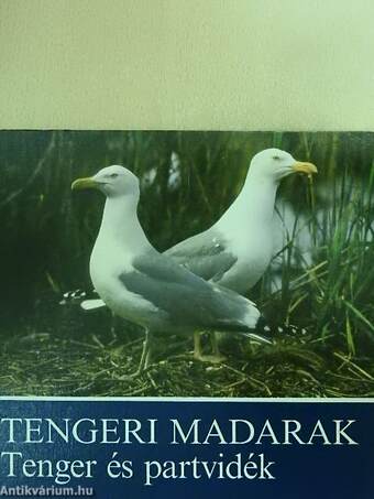 Tengeri madarak