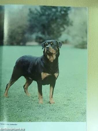 A rottweiler