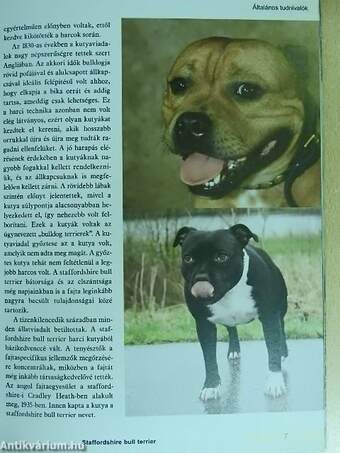 Staffordshire bull terrier