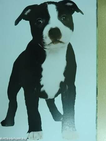 Staffordshire bull terrier