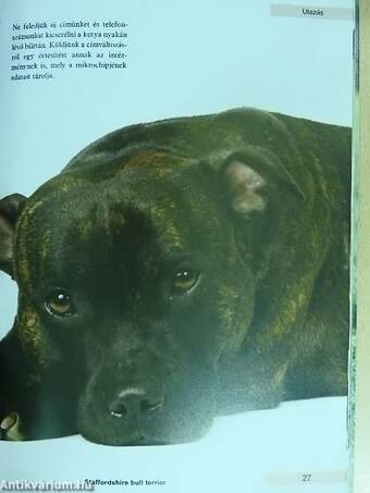 Staffordshire bull terrier