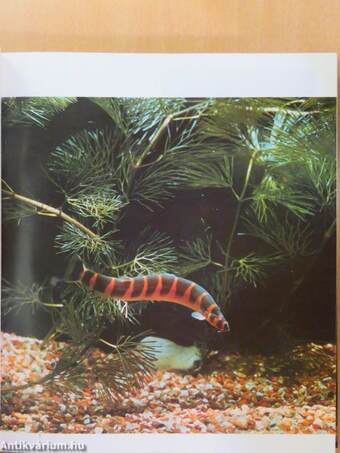 The Encyclopedia of Aquarium Fish