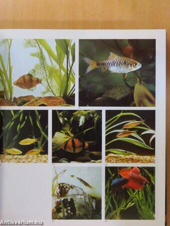 The Encyclopedia of Aquarium Fish