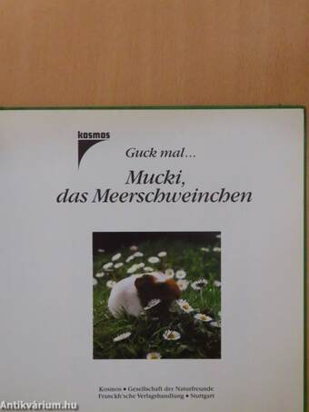 Mucki das Meerschweinchen