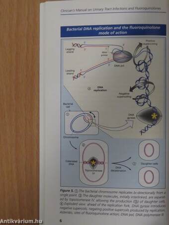 Clinician's Manual on Urinary Tract Infections and Fluoroquinolones