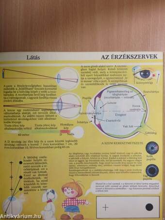 Az emberi test