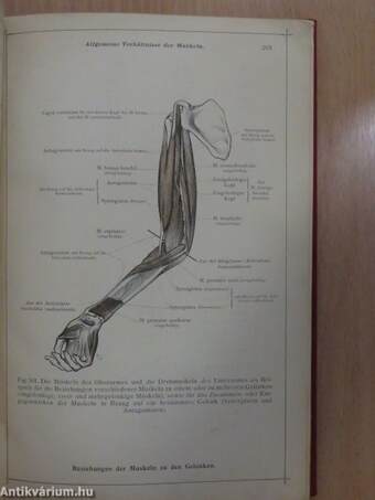 Anatomischer Atlas für Studierende und Ärzte III.