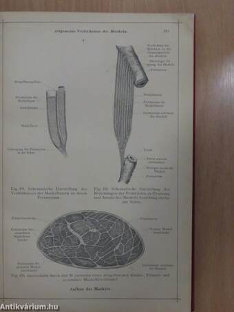 Anatomischer Atlas für Studierende und Ärzte III.