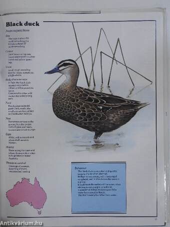 The Golden Book of Australian birds and mammals