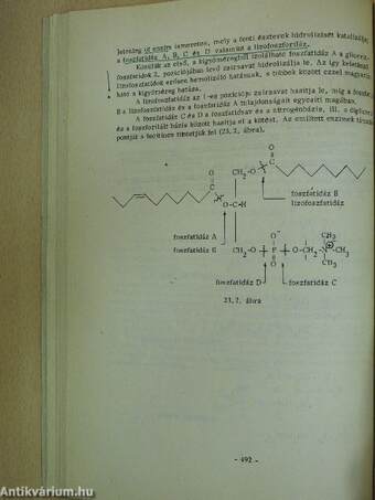 Biokémia II.