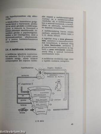 Az anyagcsere és endokrin rendszer élettana, általános kórtan