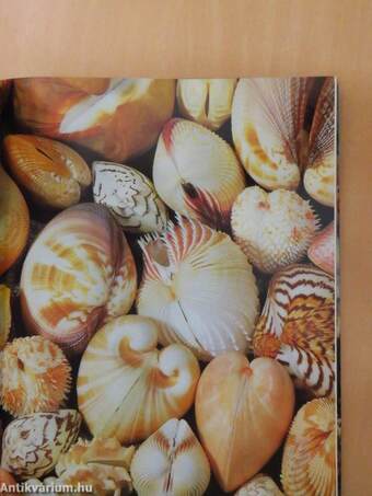 Shells