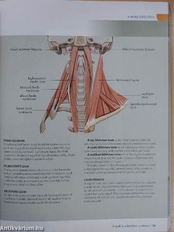 Anatómia és 100 nyújtógyakorlat kerékpárosoknak