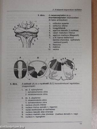 Vezérfonal a neuroanatómiához