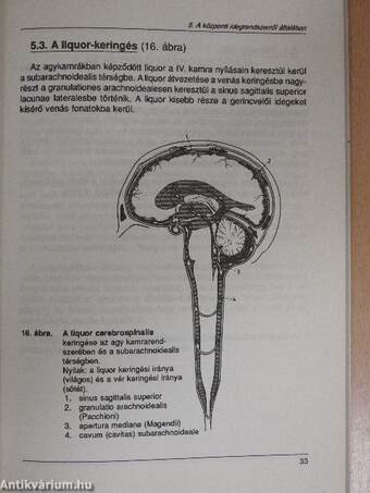 Vezérfonal a neuroanatómiához