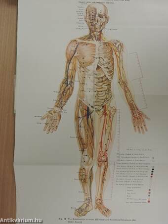 Anatomical Atlas of Chinese Acupuncture Points