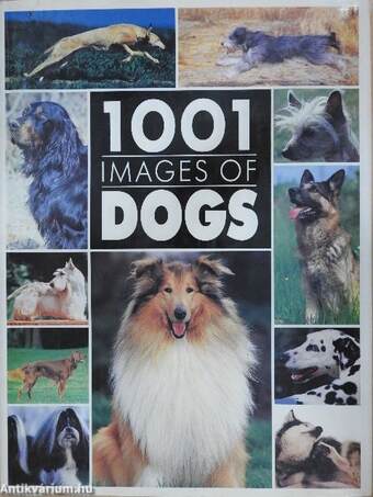 1001 images of dogs