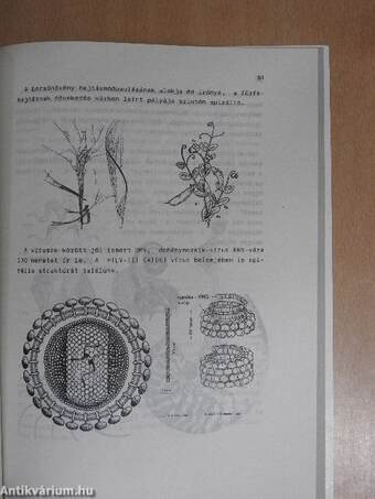 Spirál a tudományban és művészetben