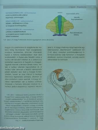 Gyakorlati neurológia és neuroanatómia