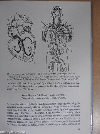 A család háziorvosa