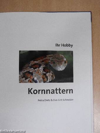 Kornnattern