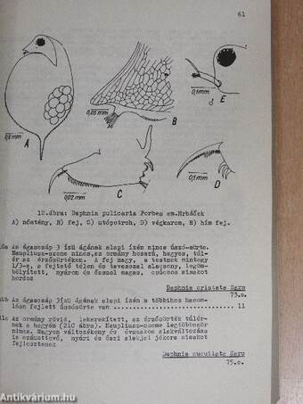 Az ágascsápú rákok (cladocera) kishatározója 