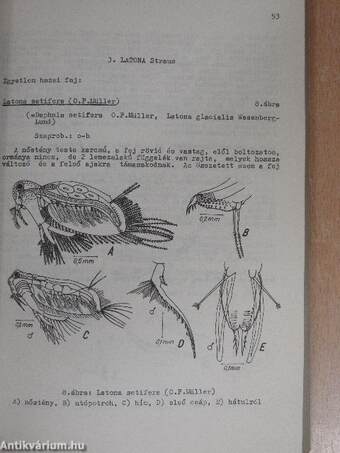 Az ágascsápú rákok (cladocera) kishatározója 