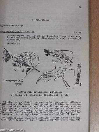 Az ágascsápú rákok (cladocera) kishatározója 