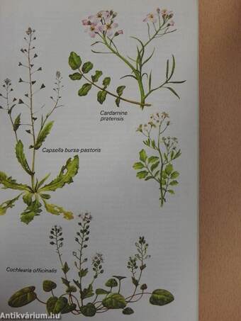 Edible and Medicinal Plants of Britain and Northern Europe