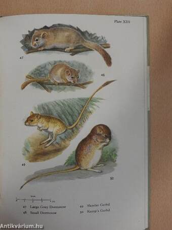 Small Mammals of West Africa