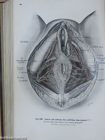 Lehrbuch und Atlas der Anatomie des Menschen III.