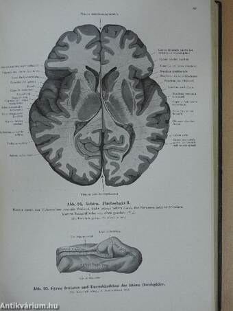 Lehrbuch und Atlas der Anatomie des Menschen III.