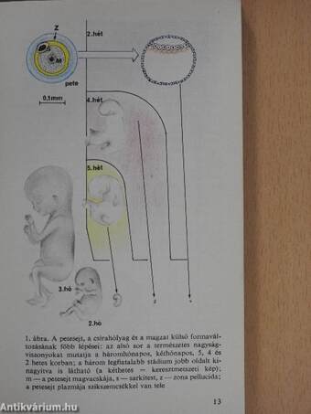 Hogyan lesz a petesejtből ember?