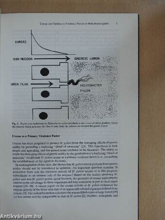 Helicobacter pylori 1990