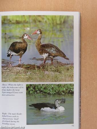 Beautiful Birds of Kenya