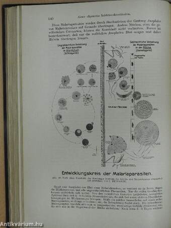 Lehrbuch der Speziellen Pathologie und Therapie der inneren Krankheiten I. (töredék)