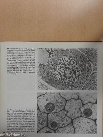 Mikroszkópos növényanatómia