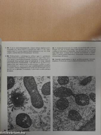 Mikroszkópos növényanatómia