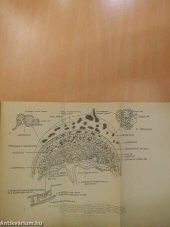 Embryologia