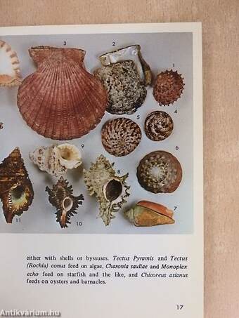 Shells of Japan