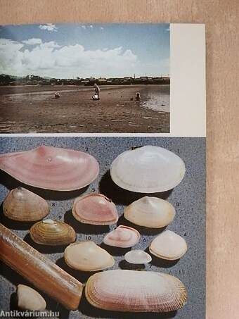 Shells of Japan