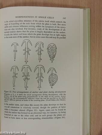 New Patterns in Genetics and Development