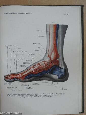 Topographische Anatomie des Menschen II/2.