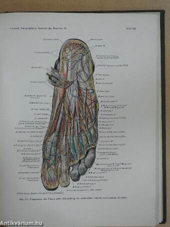 Topographische Anatomie des Menschen II/2.