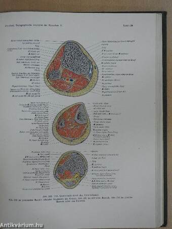 Topographische Anatomie des Menschen II/2.