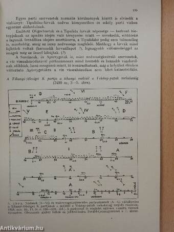 Alacsony vízállással kapcsolatos biológiai jelenségek a Balatonon 1949 őszén (dedikált példány)